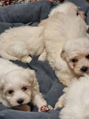 Vând bichoni maltez 6 saptamani  - imagine 5