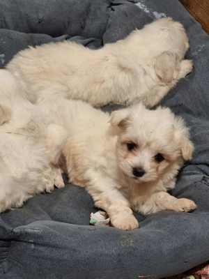 Vând bichoni maltez 6 saptamani  - imagine 4