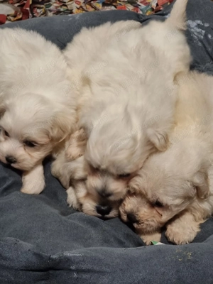 Vând bichoni maltez 6 saptamani  - imagine 2