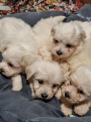 Vând bichoni maltez 6 saptamani  - imagine 3