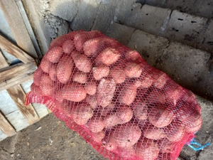 Cartofi pentru animale - imagine 2