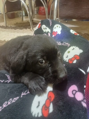 puiuti de labrador - imagine 2