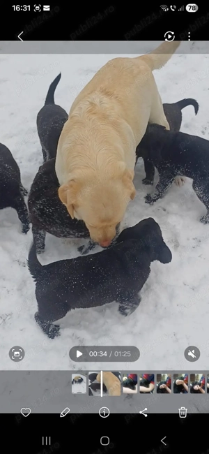 puiuti de labrador - imagine 3