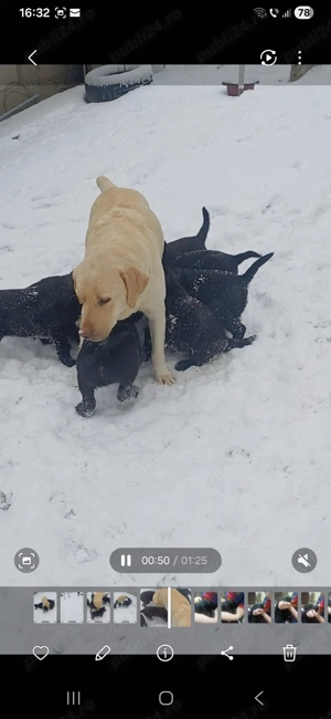 puiuti de labrador - imagine 4