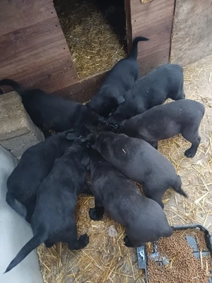 puiuti de labrador - imagine 5