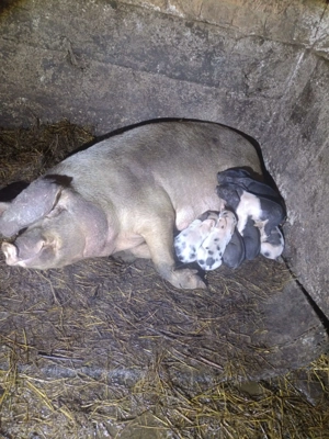 Vând scroafă cu 7 purceii!! - imagine 4