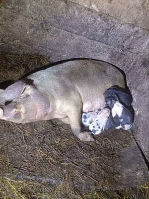 Vând scroafă cu 7 purceii!!