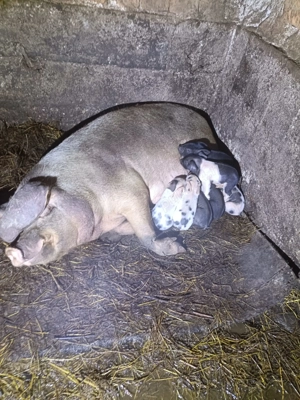 Vând scroafă cu 7 purceii!! - imagine 2