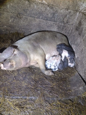 Vând scroafă cu 7 purceii!! - imagine 3