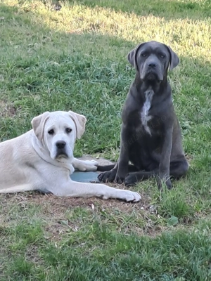 Donez Cane corso galben cafeniu - imagine 3