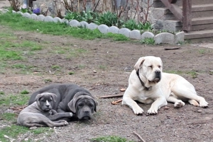 Donez Cane corso galben cafeniu - imagine 2