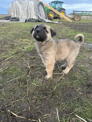 femela kangal caine kangal