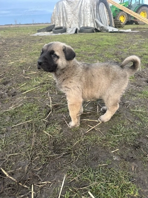 femela kangal caine kangal - imagine 3