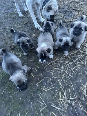 femela kangal caine kangal - imagine 2