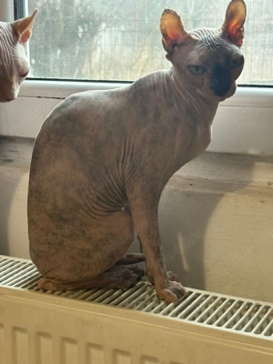 Pisica Sphynx 