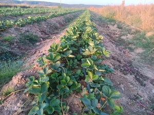 Vând stoloni de căpșuni  - imagine 2