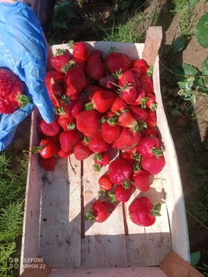 Vând stoloni de căpșuni  - imagine 4