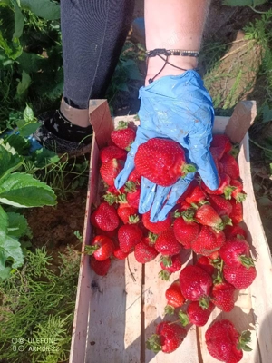 Vând stoloni de căpșuni  - imagine 5