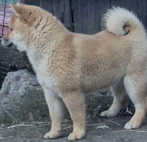 Shiba -inu