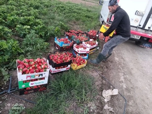 Vând stoloni de căpșuni 