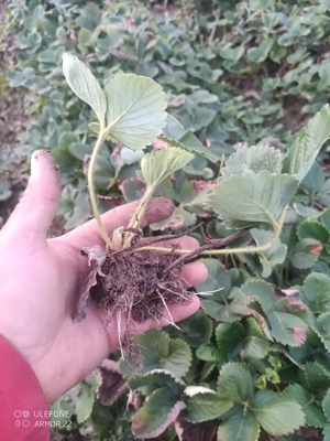 Vând stoloni de căpșuni  - imagine 3