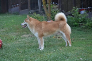 Mascul Shiba-Inu - imagine 2