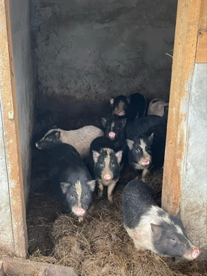 vand purcei vietnamezi - imagine 4