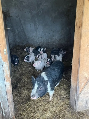 vand purcei vietnamezi - imagine 3