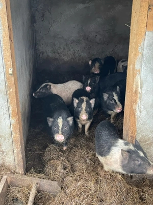 vand purcei vietnamezi - imagine 2