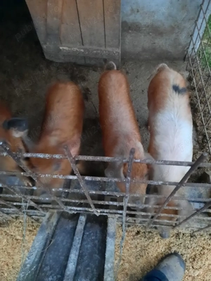 Vand purcei - imagine 5