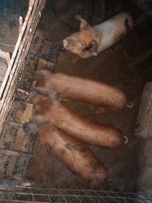 Vand purcei - imagine 4