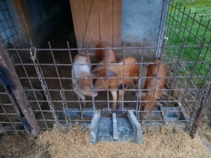 Vand purcei - imagine 3