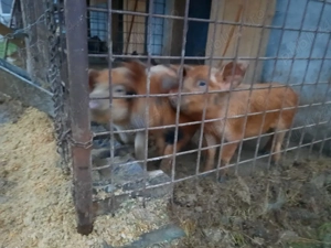 Vand purcei - imagine 2