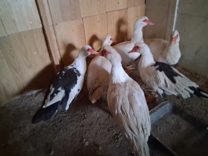 Rate si ratoi dv - imagine 5