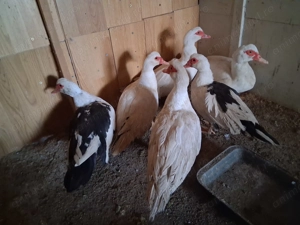 Rate si ratoi dv - imagine 4