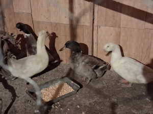 Rate si ratoi dv - imagine 2