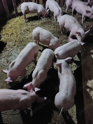 Vand purcei metis landrace cu pietran - imagine 4