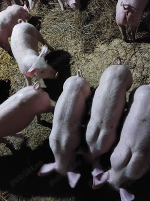 Vand purcei metis landrace cu pietran - imagine 5