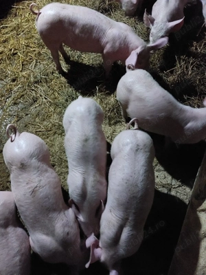 Vand purcei metis landrace cu pietran - imagine 3