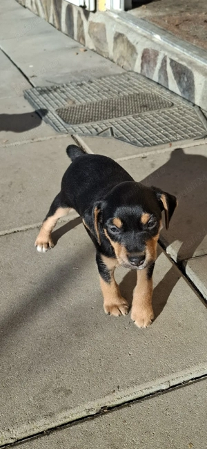 Jagt-Terrier - imagine 2