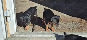 Jagt-Terrier - imagine 3