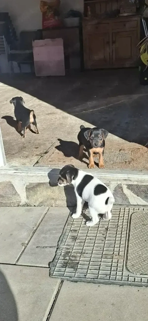 Jagt-Terrier - imagine 5