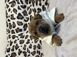 vând căței shar pei - imagine 3