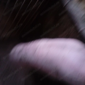 Scroafa de carne - imagine 2