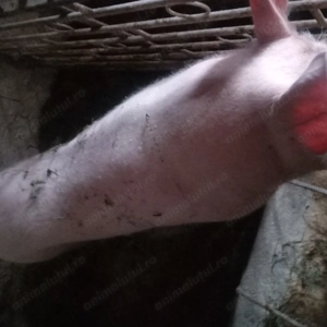 Scroafa de carne - imagine 3