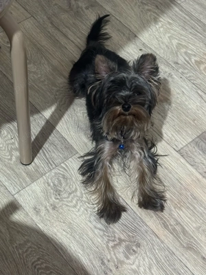 yorkshire terrier mascul talie mica 