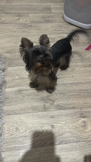 yorkshire terrier mascul talie mica  - imagine 2