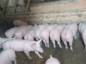 Soldanei 32-40 kg - imagine 5