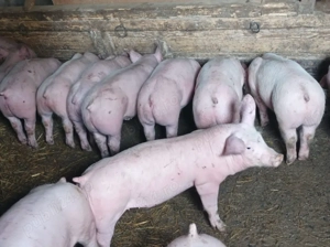 Soldanei 32-40 kg - imagine 4