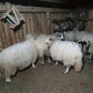 Oi cu miei, mioare - imagine 2